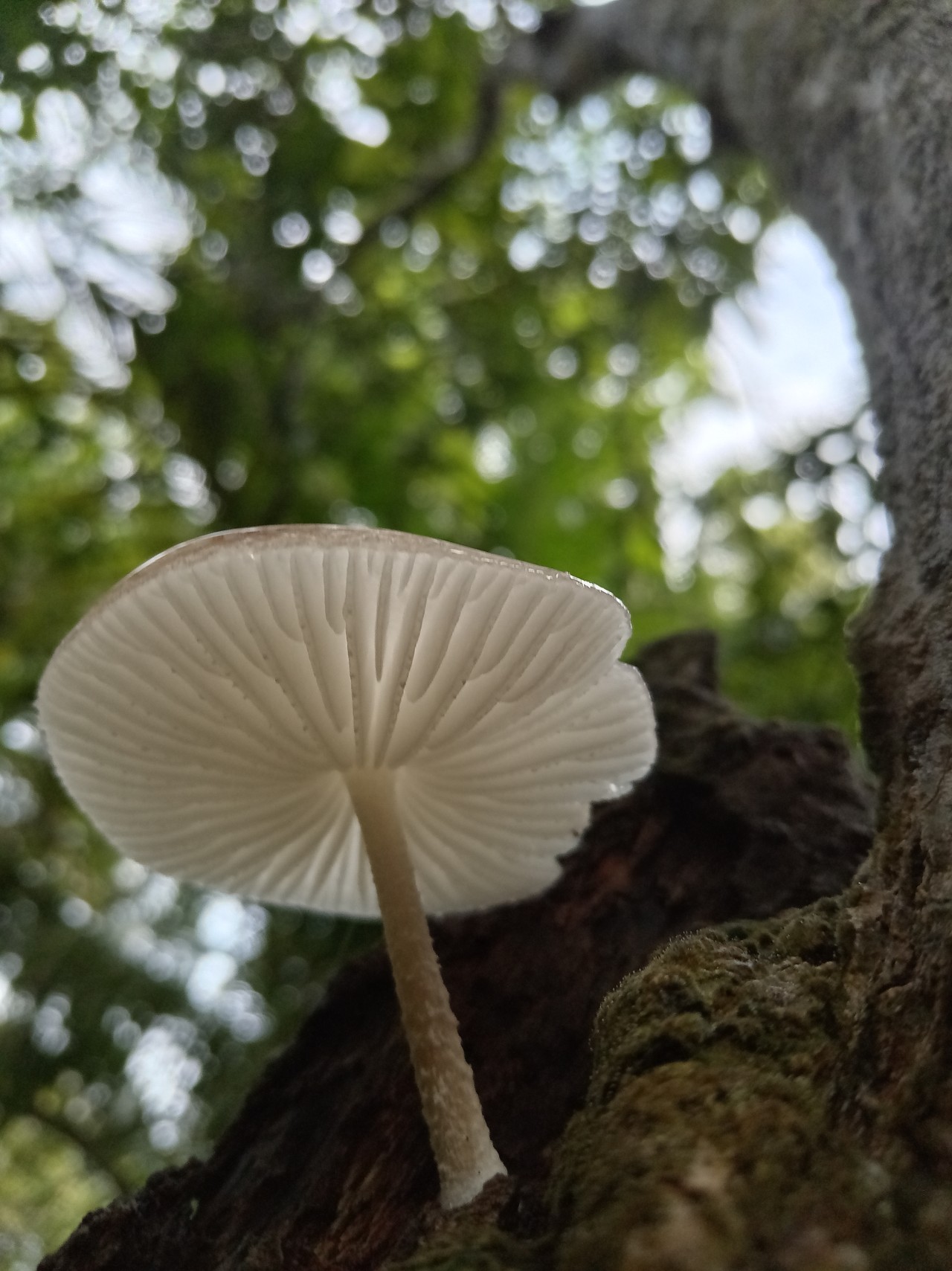 Free Macro photos. Mushroom.