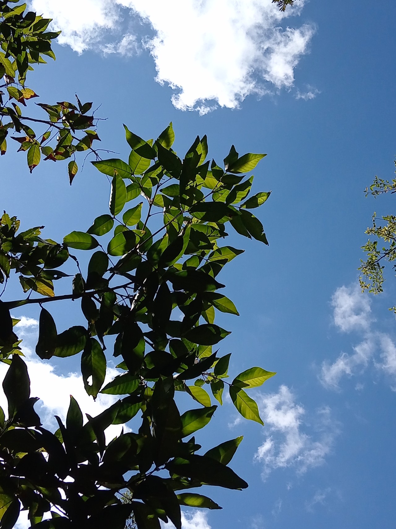 Sky through trees - Nature Photography Gallery