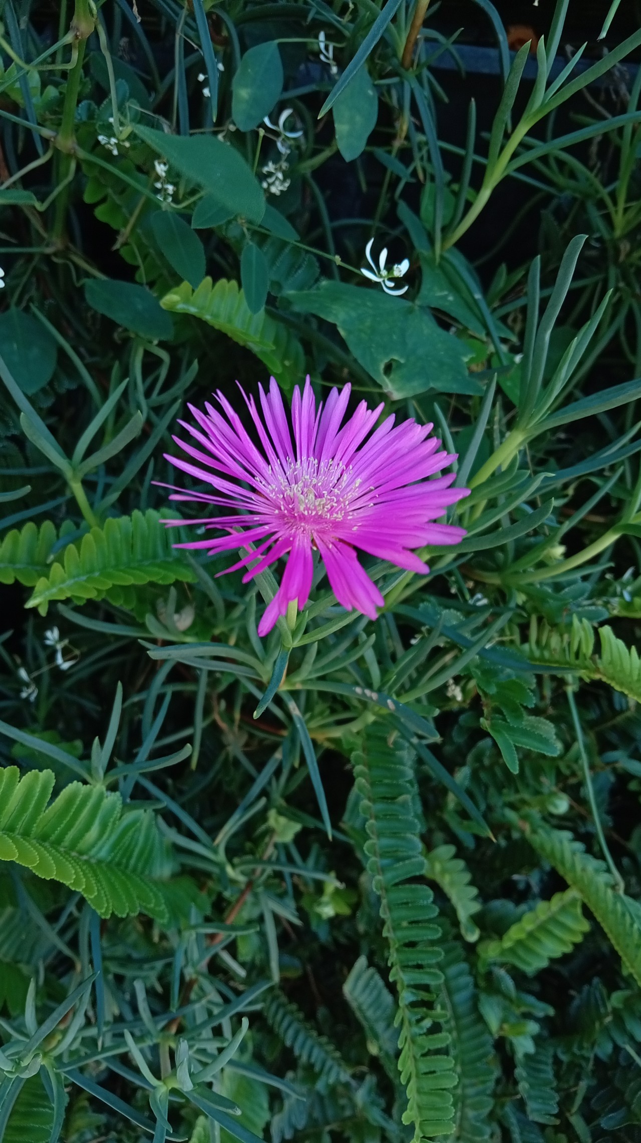 Smiling Flower - Nature Photography Gallery