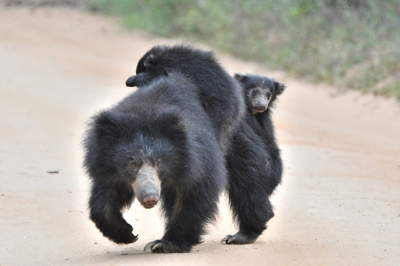 She is a Mother Too - Nature Photography Gallery