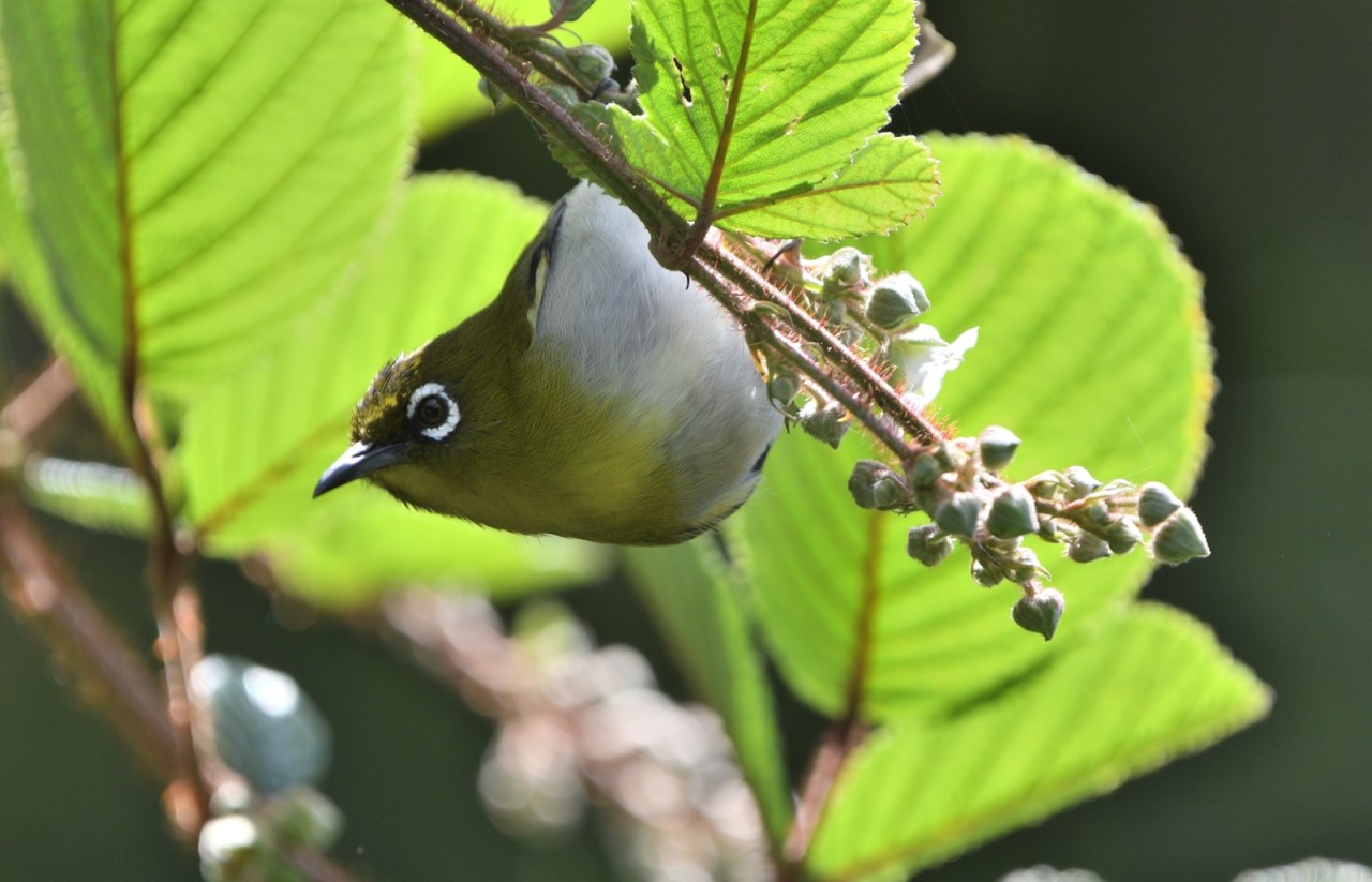 Hidden in the Green - Nature Photography Gallery