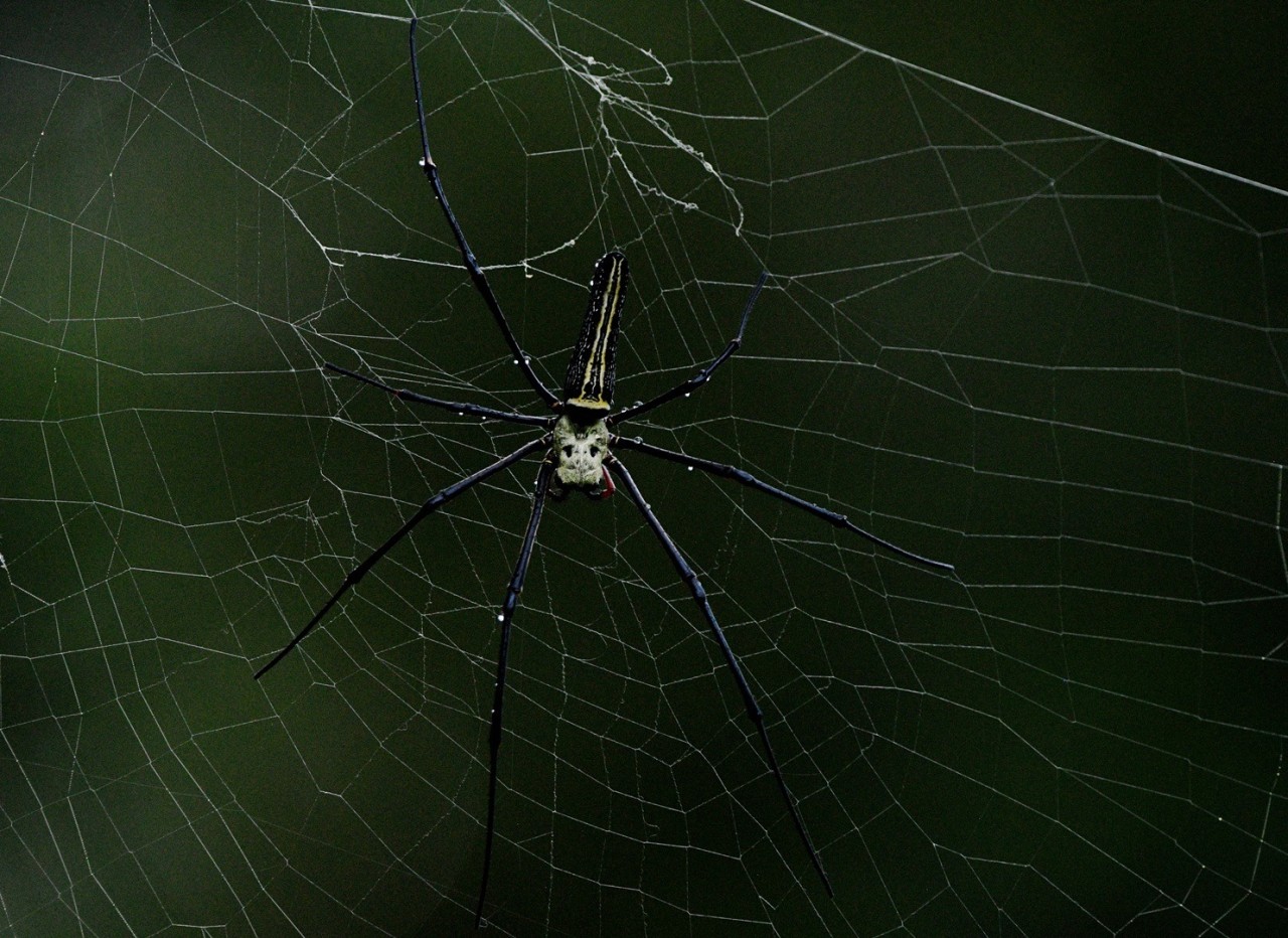Woven in the Dark - Nature Photography Gallery