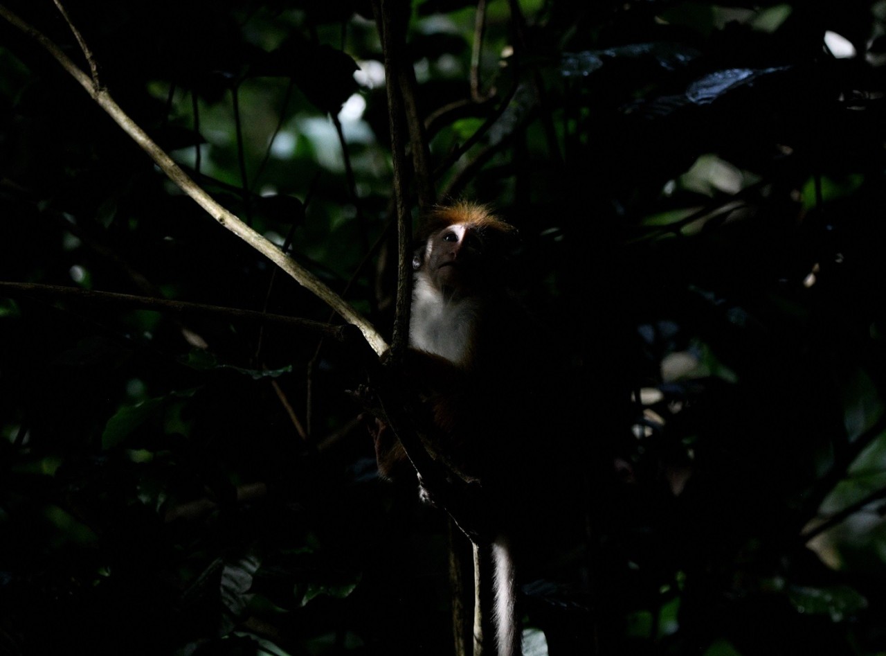 Curious Gaze - Nature Photography Gallery