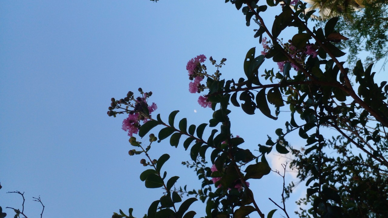 Moon Flowers - Nature Photography Gallery