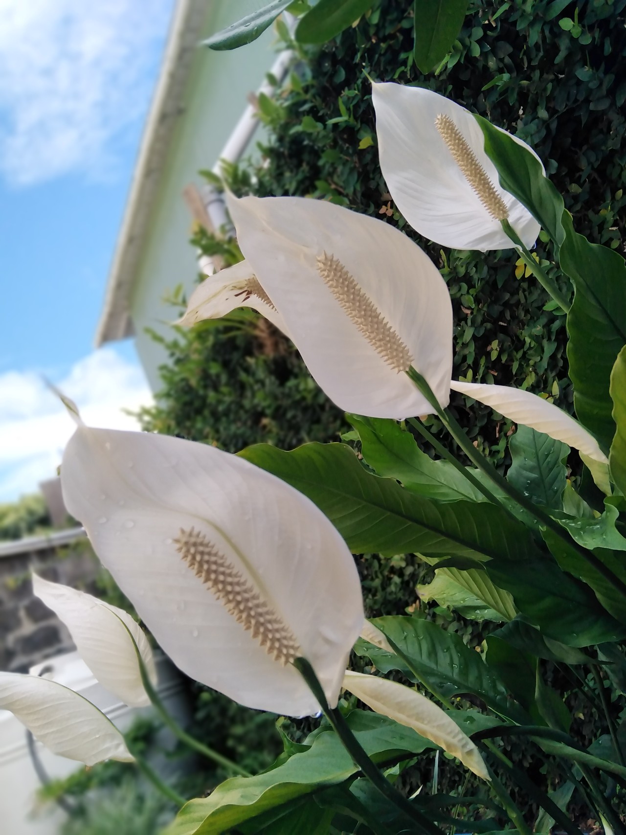 Free Flora photos. Cobra.
