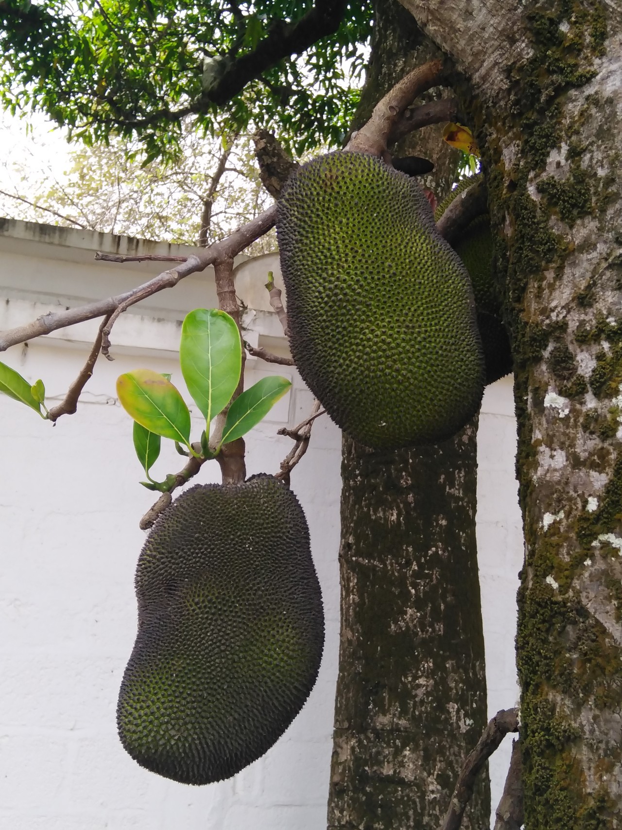 Jackfruit - Nature Photography Gallery