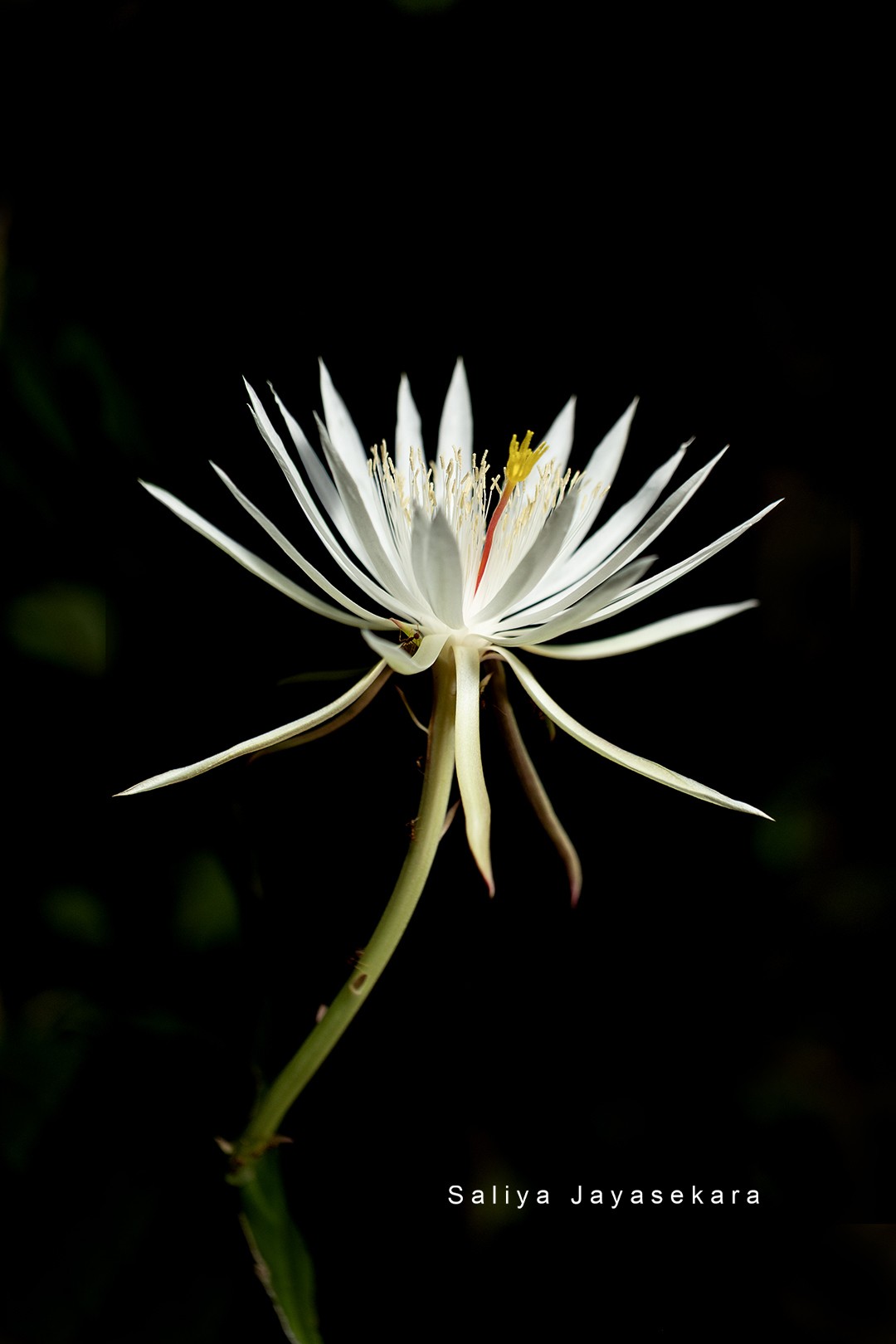 Free Flora photos. Queen of the Night ,  Sri Lanka.