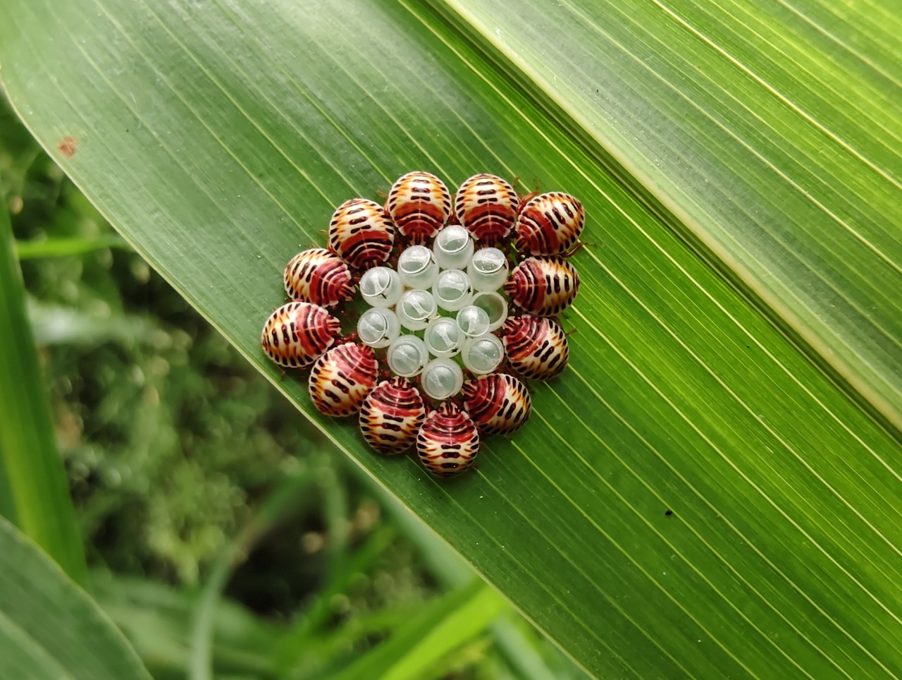 Free Macro photos. New born tiny bugs.