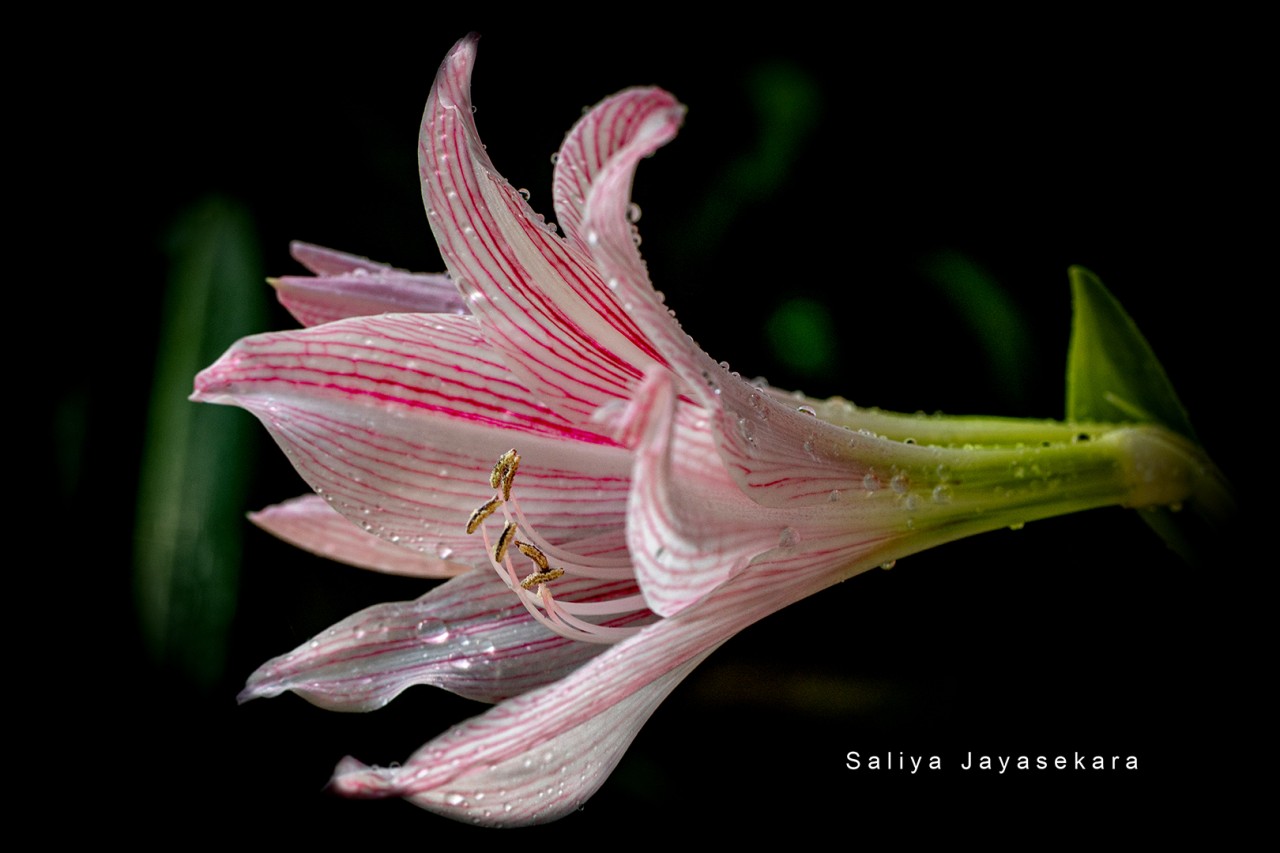 Free Flora photos. Amaryllis (Hippeastrum) , Sri Lanka.