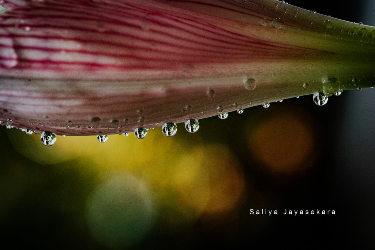 Amaryllis, Sri Lanka - Nature Photography Gallery
