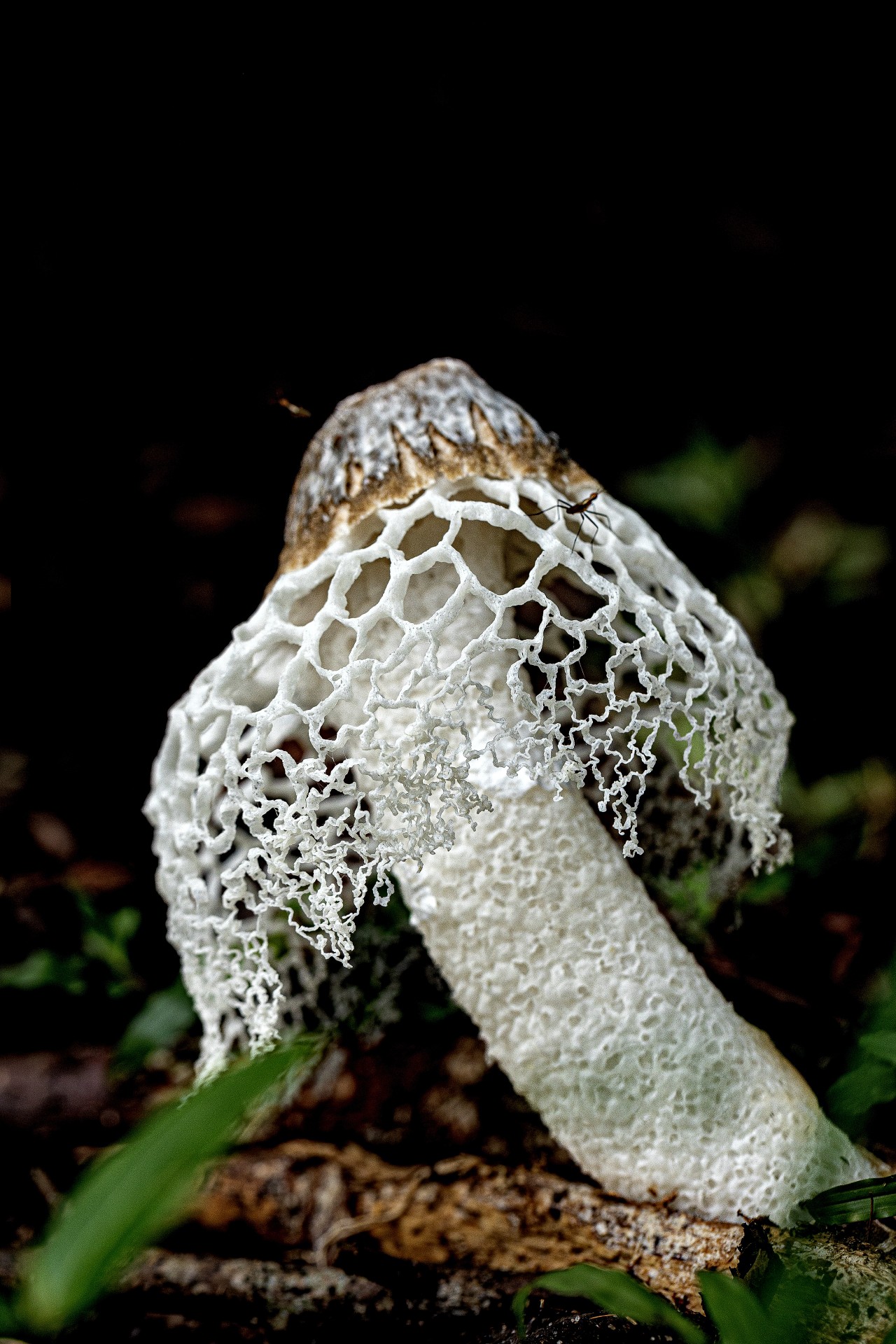 Free Macro photos. Bridal Veil Stinkhorn (Phallus indusiatus), Sri Lanka.