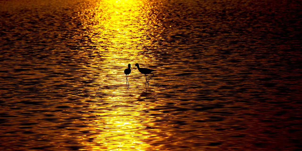Free Wildlife photos. Mannar, Sri Lanka.