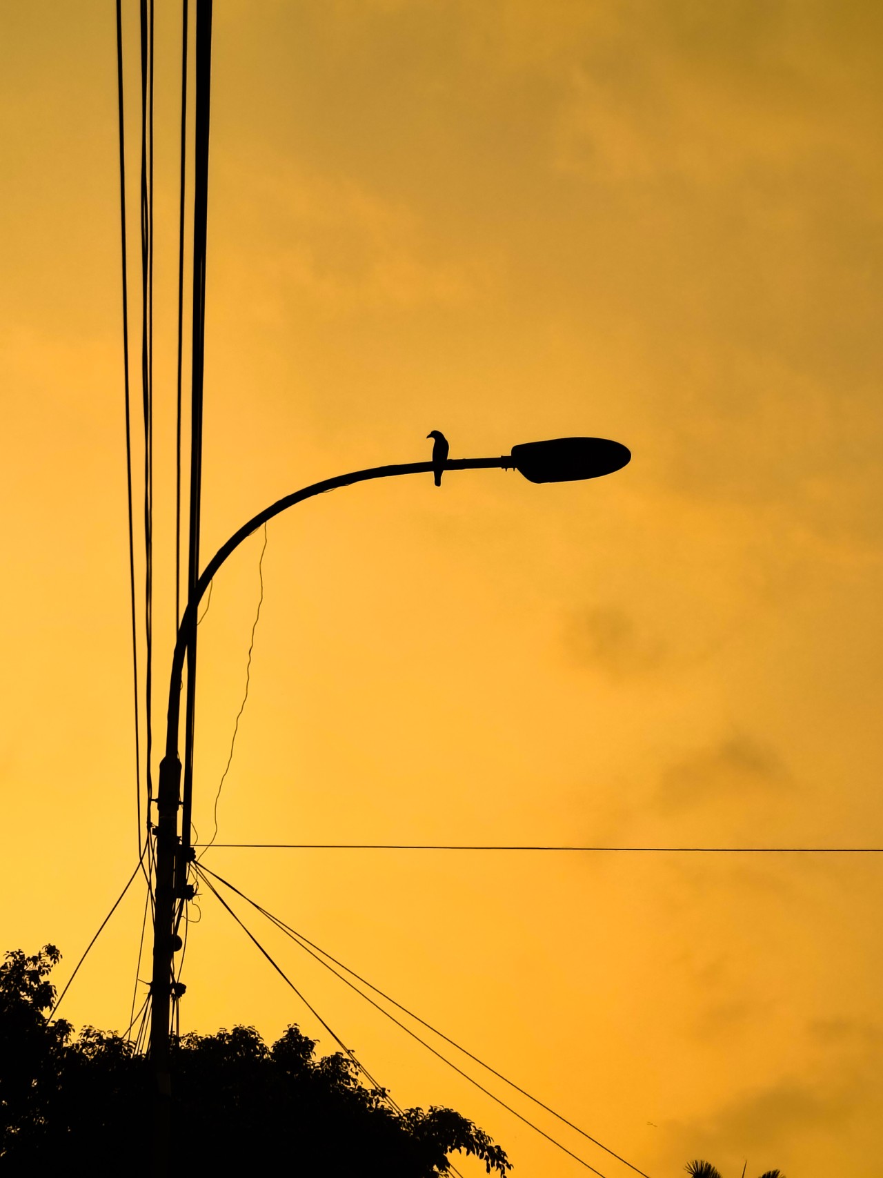 Free Skies photos. When the Sky Turns Gold.