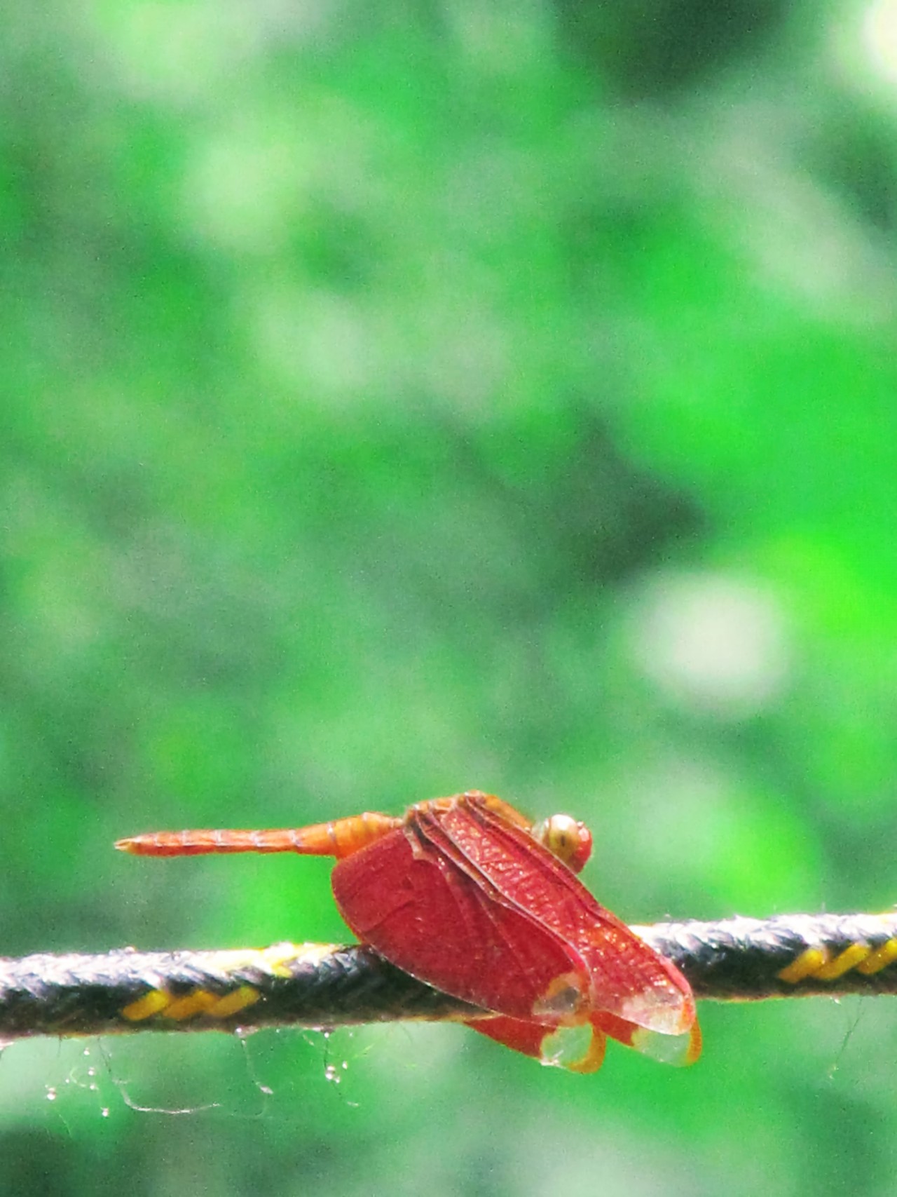 Free Wildlife photos. Grasshopper sitting on a rope.