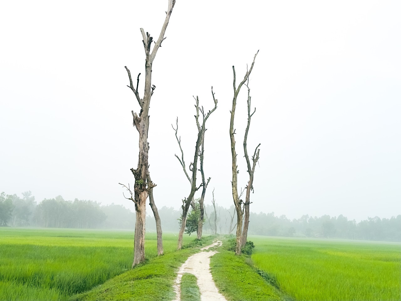 Free Landscapes photos. Misty Rural Path in Bangladesh.