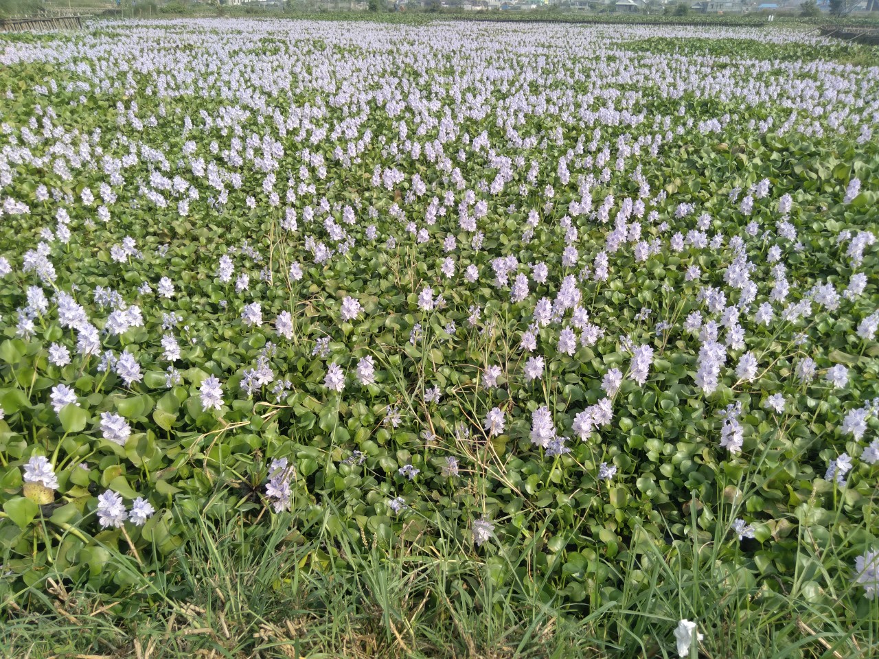 Free Flora photos. Beauty of Water.