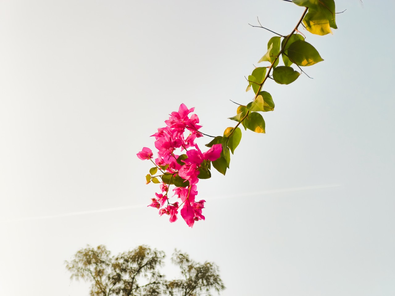 A Flora - Nature Photography Gallery