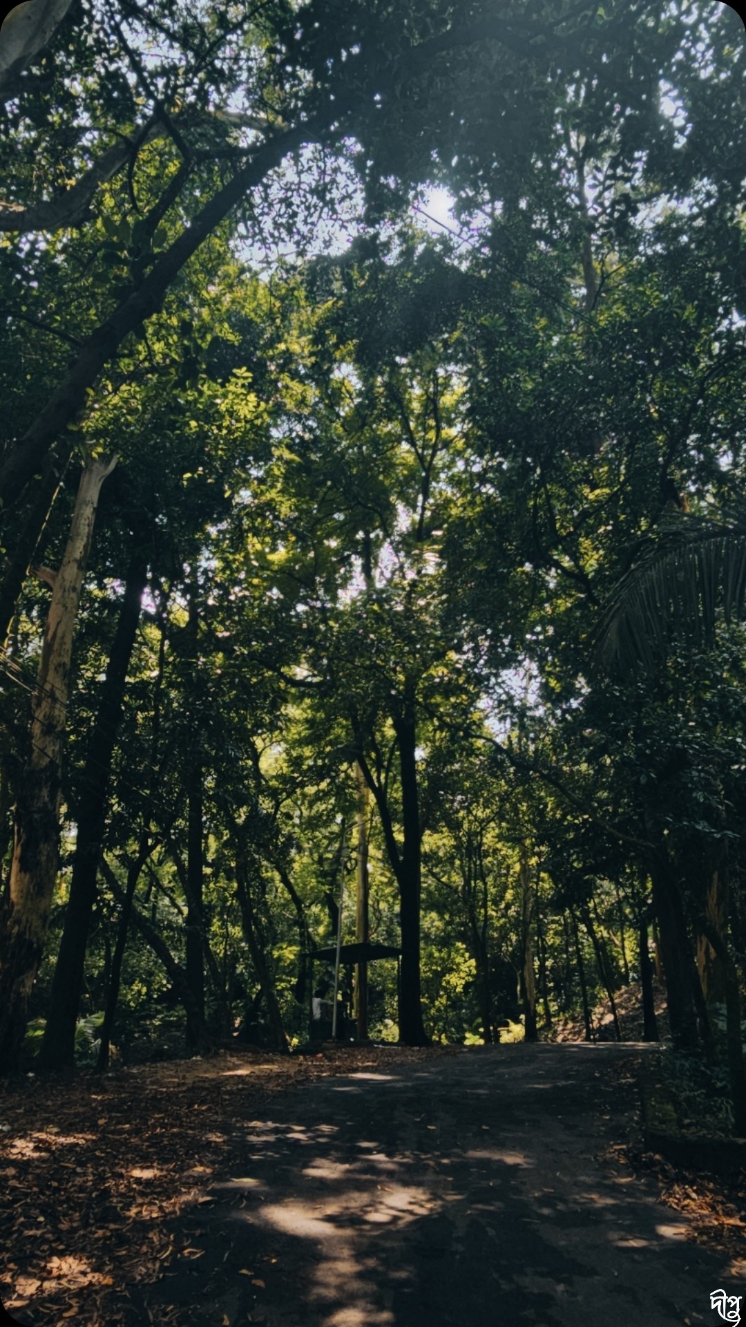 Free Forests photos. Nature Trail, batali hill.