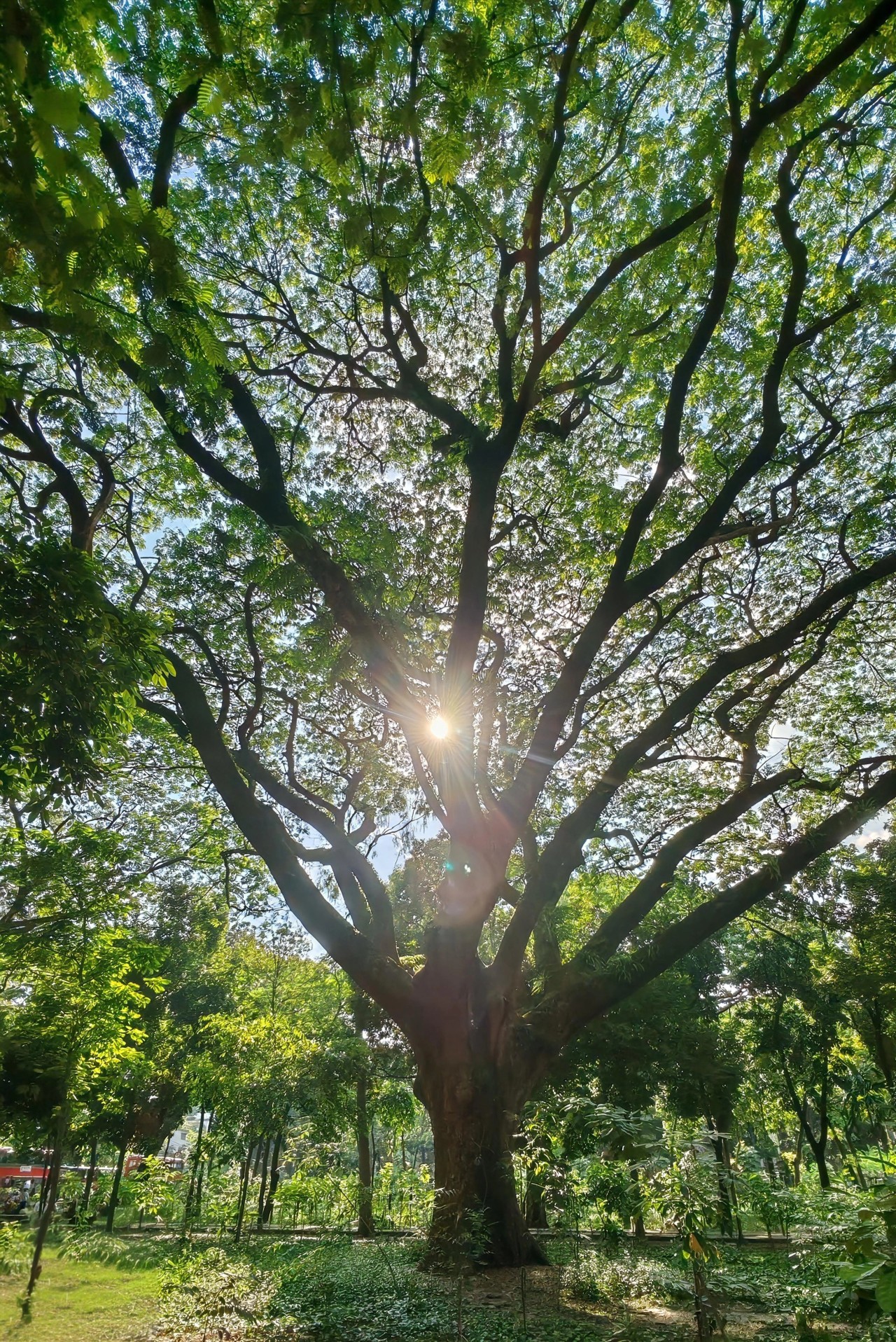 Free Landscapes photos. Trees, batali hill.