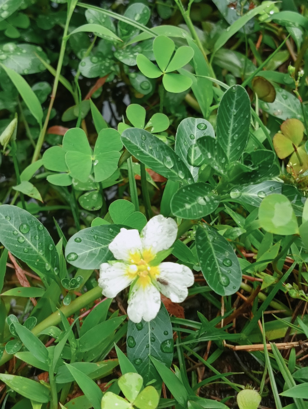 Flower - Nature Photography Gallery