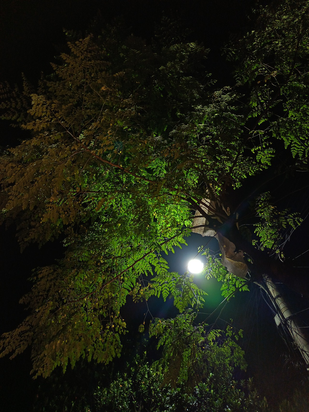 Midnight Flora - Nature Photography Gallery