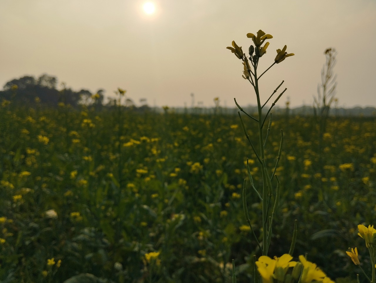 Golden Evening of Mustard flowers - Nature Photography Gallery