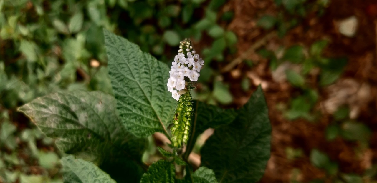 Free Macro photos. Dhaka Bangladesh.