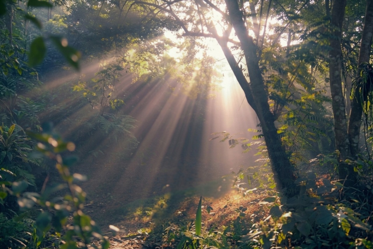 Free Forests photos. The Inner Dawn.