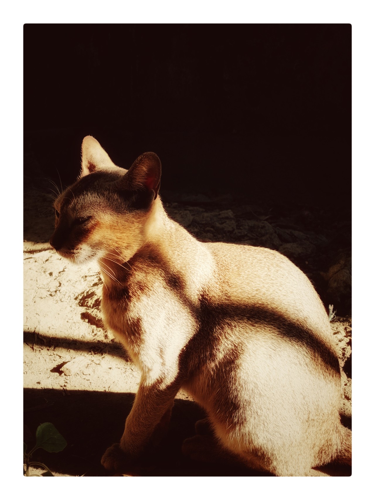 Free Wildlife photos. Actor cat.