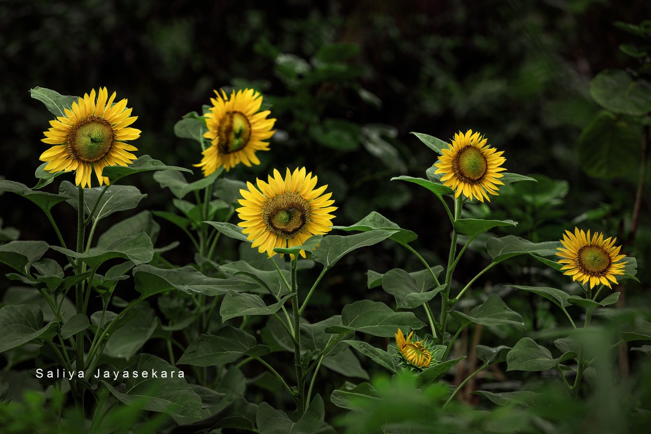 Free Flora photos. Sun Flowers, Sri Lanka.