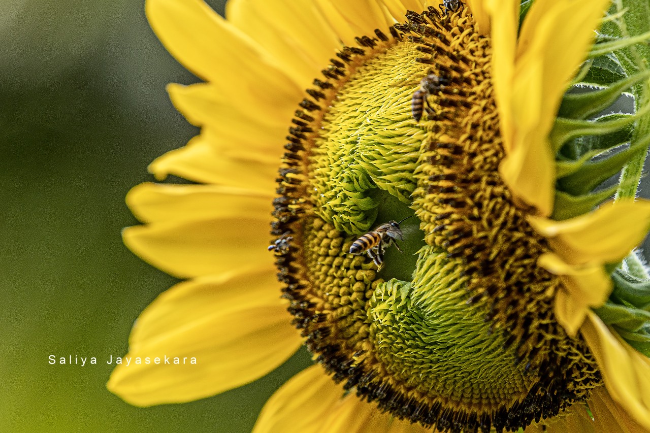 Sunflower with a bee, Sri Lanka - Nature Photography Gallery