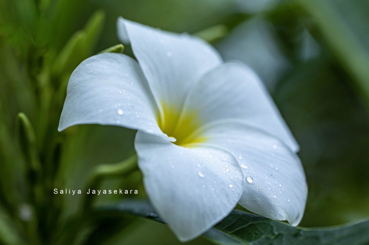 Franjipani , Temple tree flower, Sri Lanka - Nature Photography Gallery