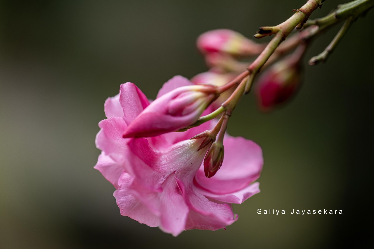 Oleandra, Sri Lanka - Nature Photography Gallery