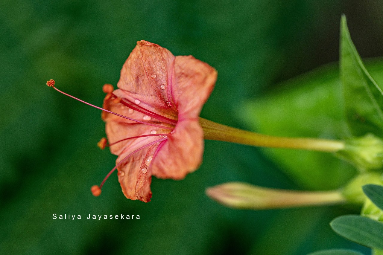 Free Macro photos. Four O'clock flower, Sri Lanka.
