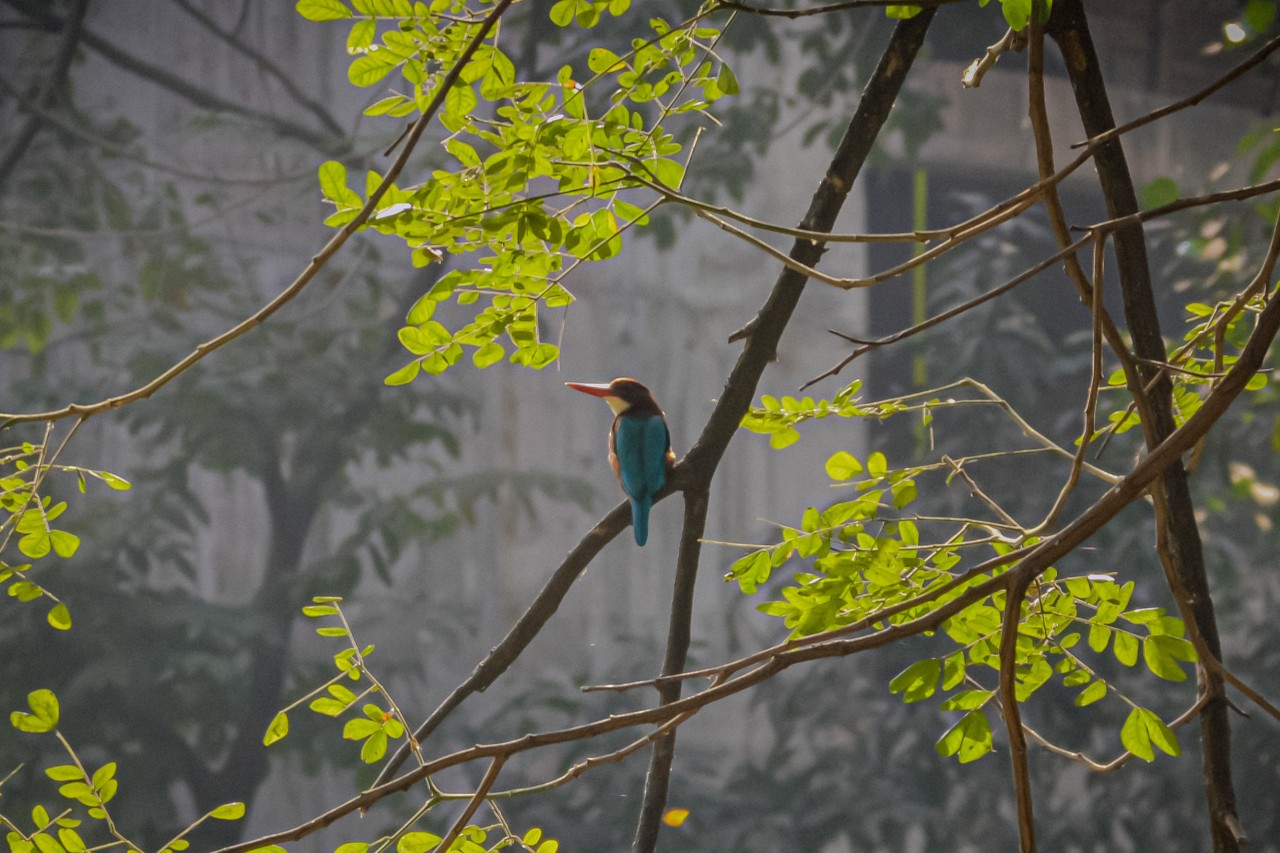 Free Wildlife photos. Kingfisher, Dhaka.