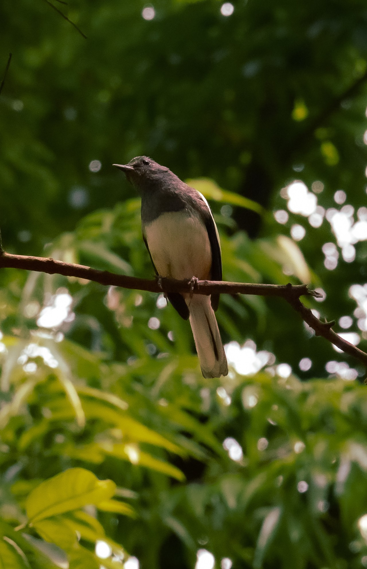 The Magpie - Nature Photography Gallery