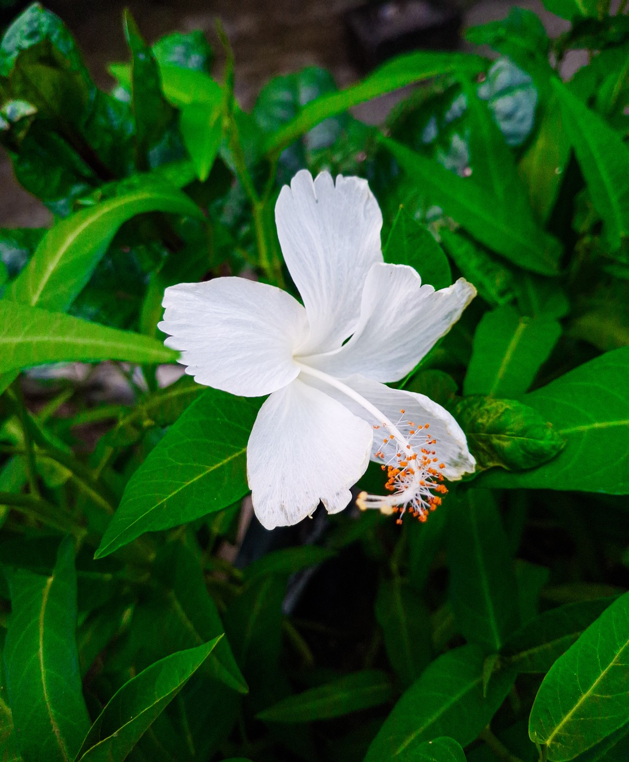 Free Flora photos. Purity and Innocence.