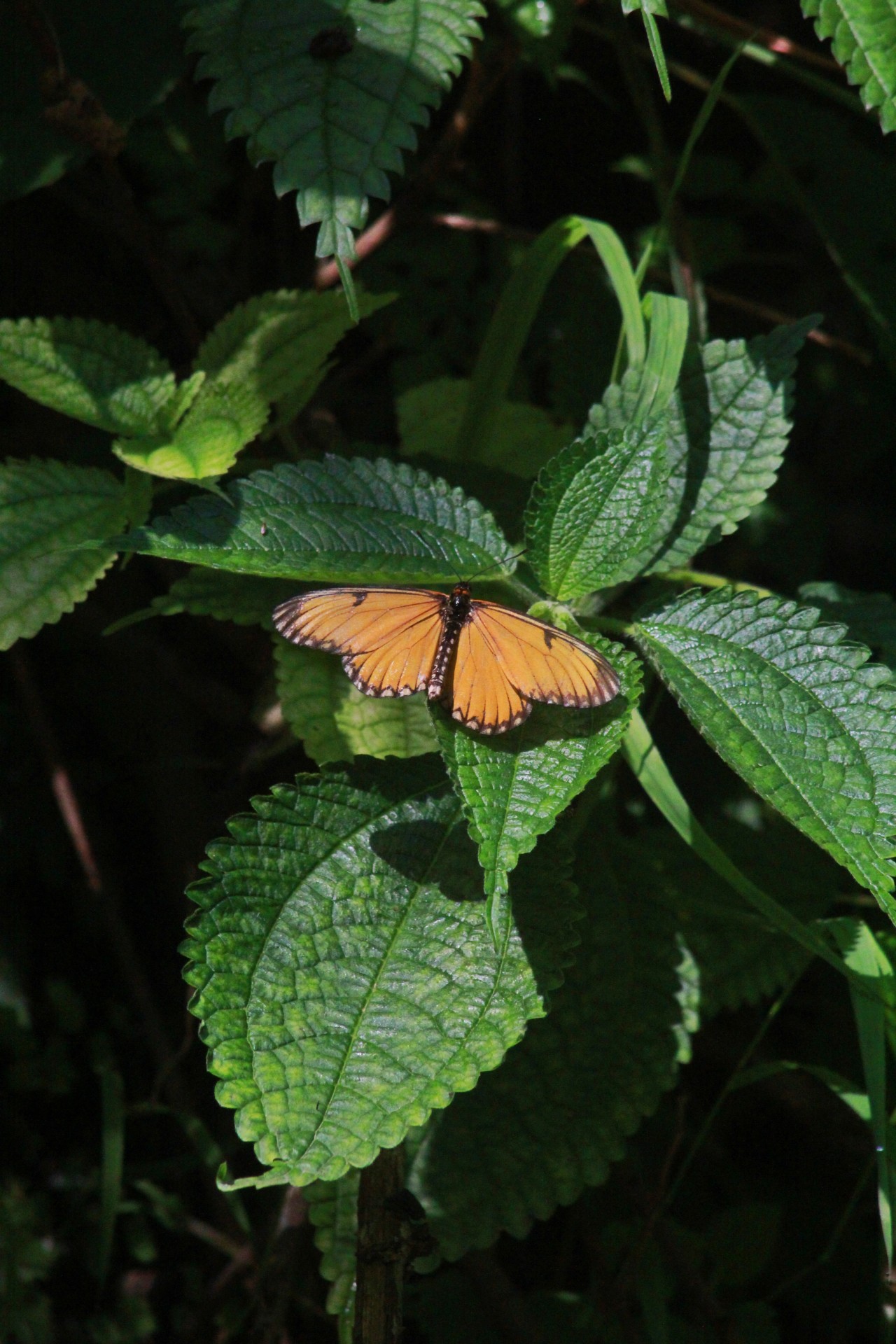 Free Wildlife photos. The Butterfly.