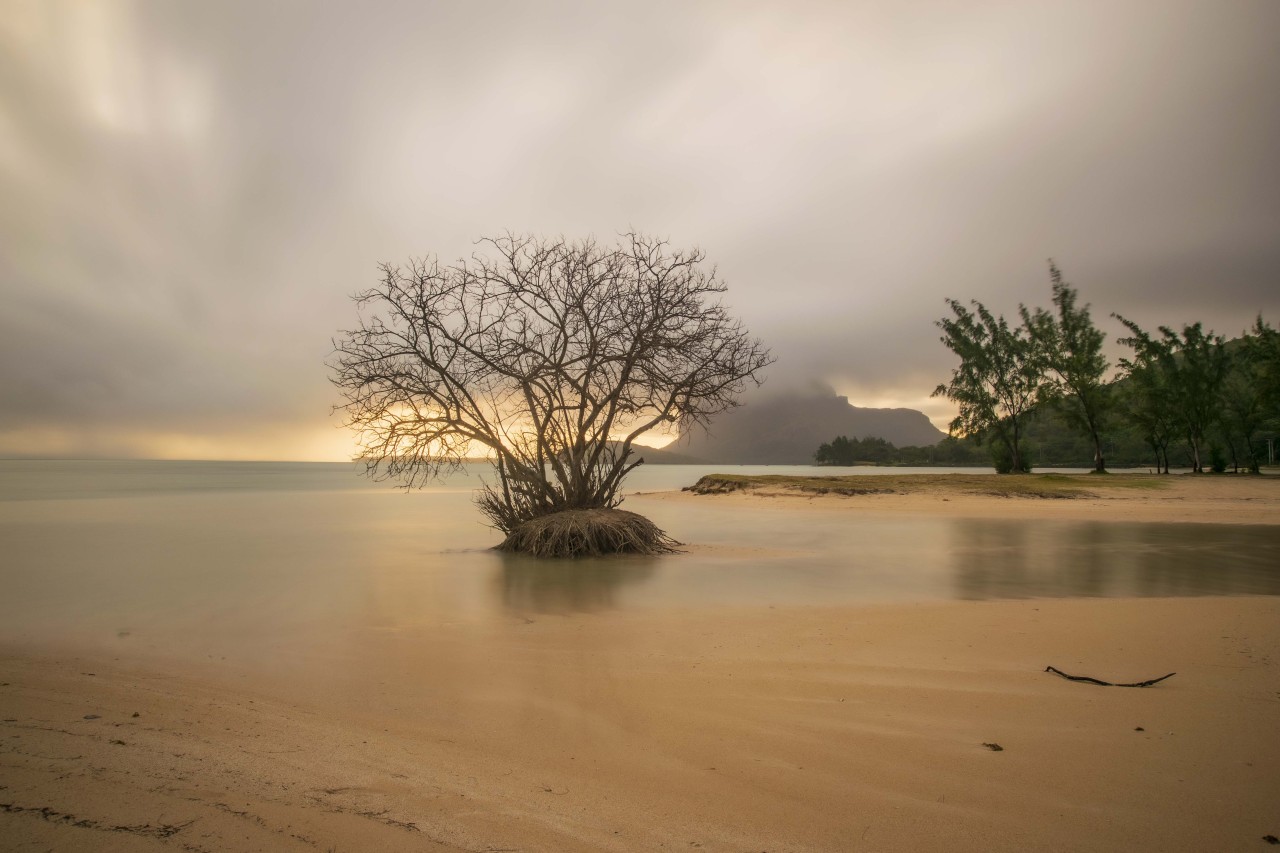 Free Landscapes photos. The Beloved tree.