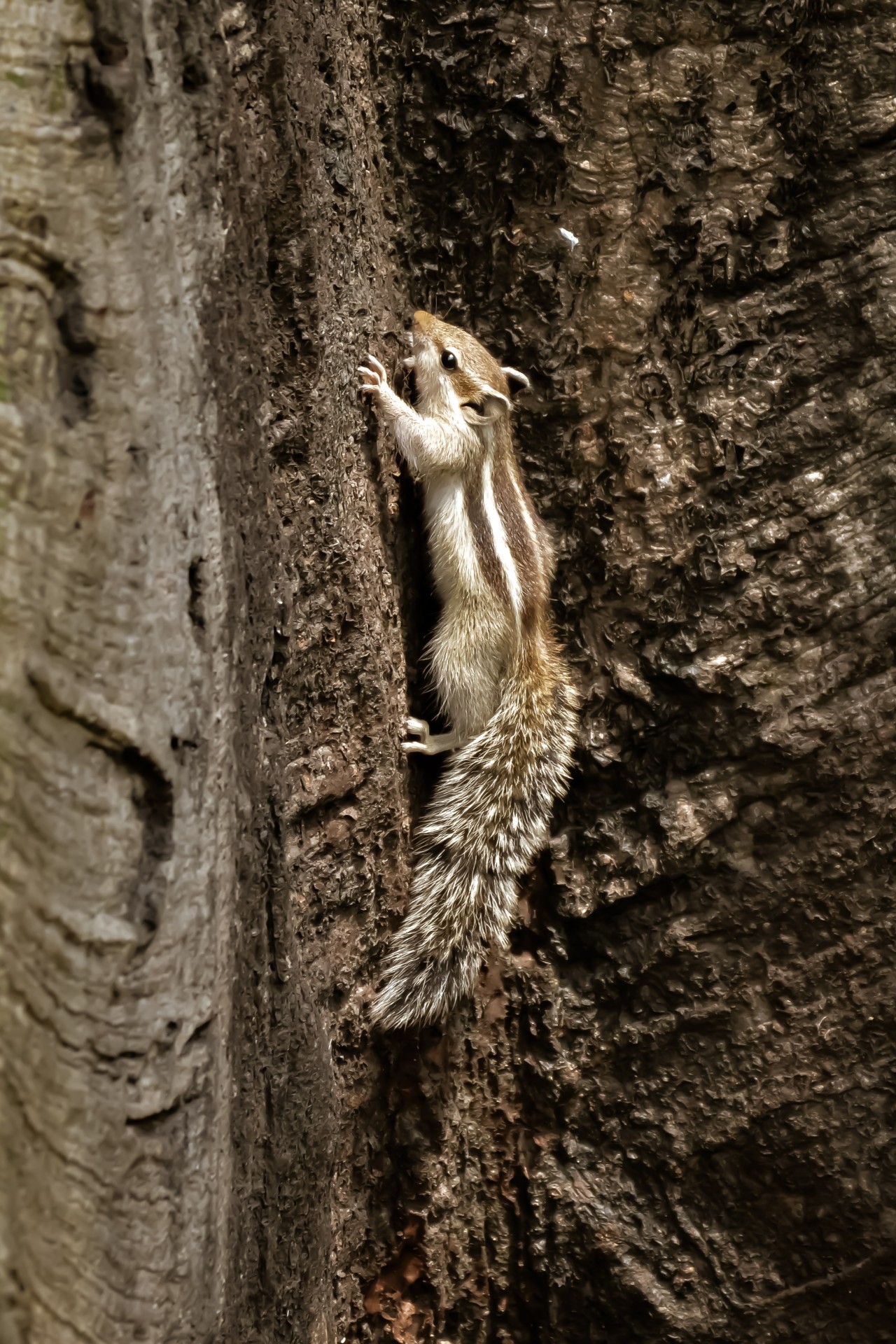 Squirrel - Nature Photography Gallery
