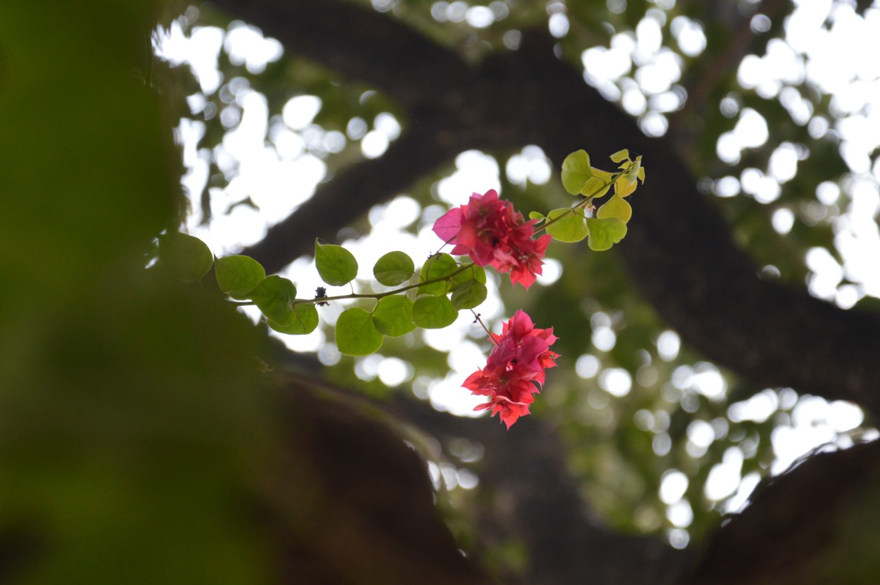 Free Flora photos. Bougainvillea.