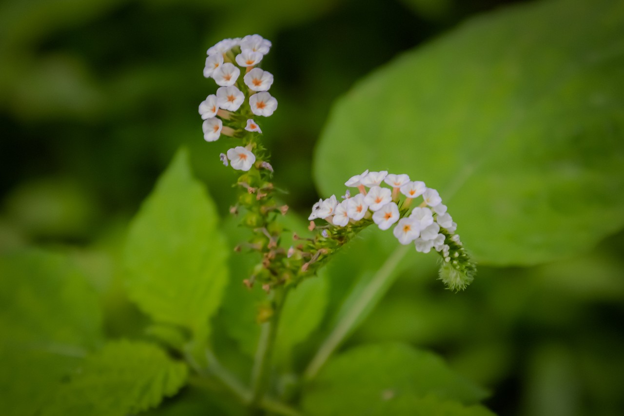 Free Macro photos. White flower.