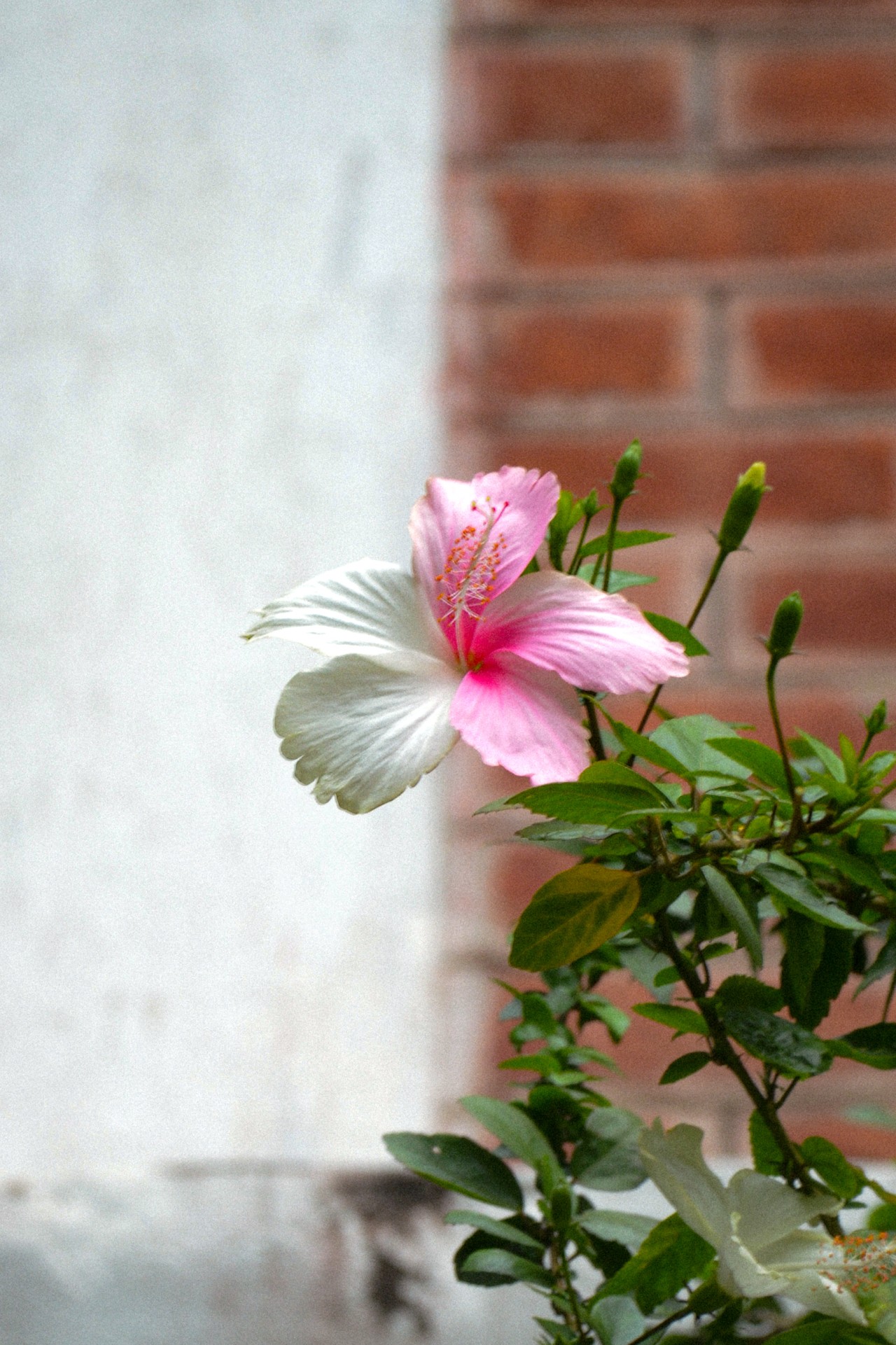 Rare Hibiscus - Nature Photography Gallery