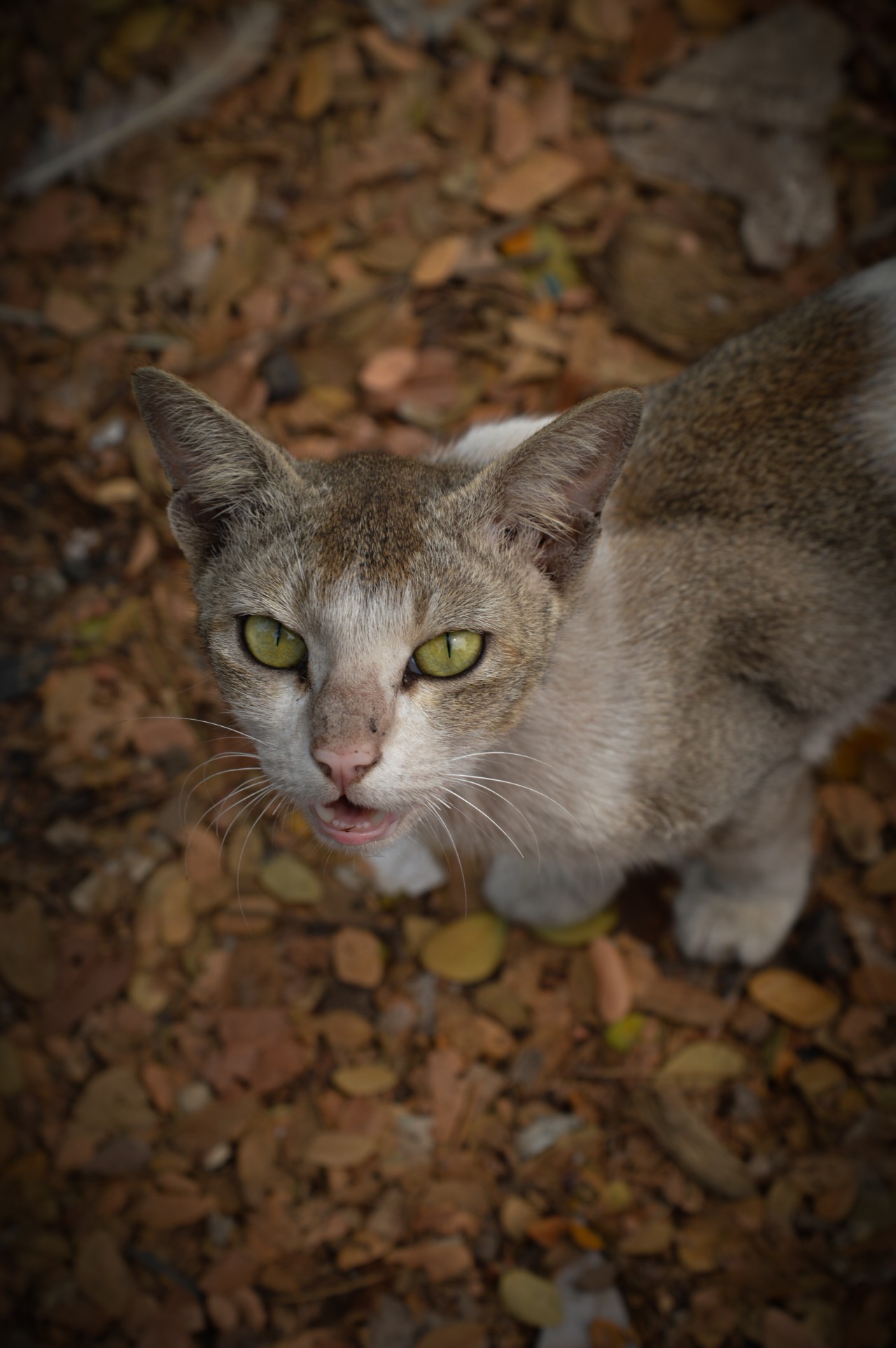 Angry cat - Nature Photography Gallery