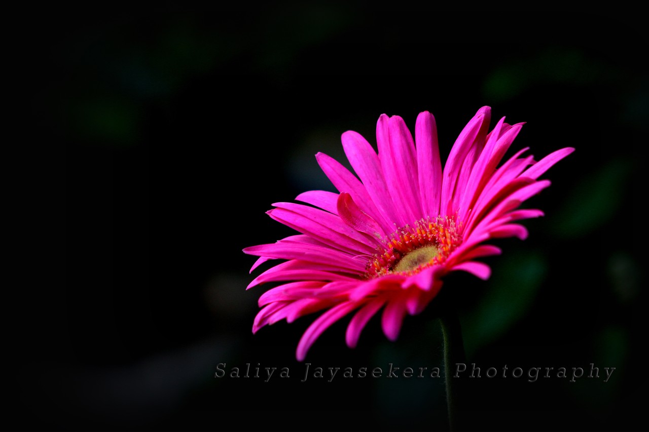 Free Flora photos. Gerbera daisy, Sri Lanka.
