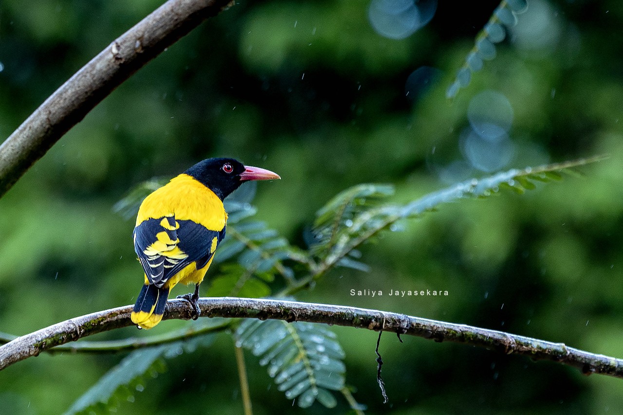 Black hooded Oriole, Sri Lanka - Nature Photography Gallery