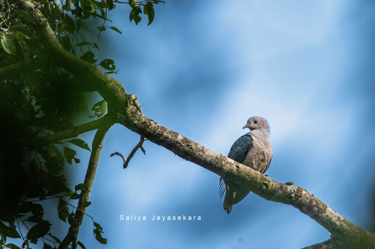 Free Wildlife photos. Spotted Dove, Sri Lanka.
