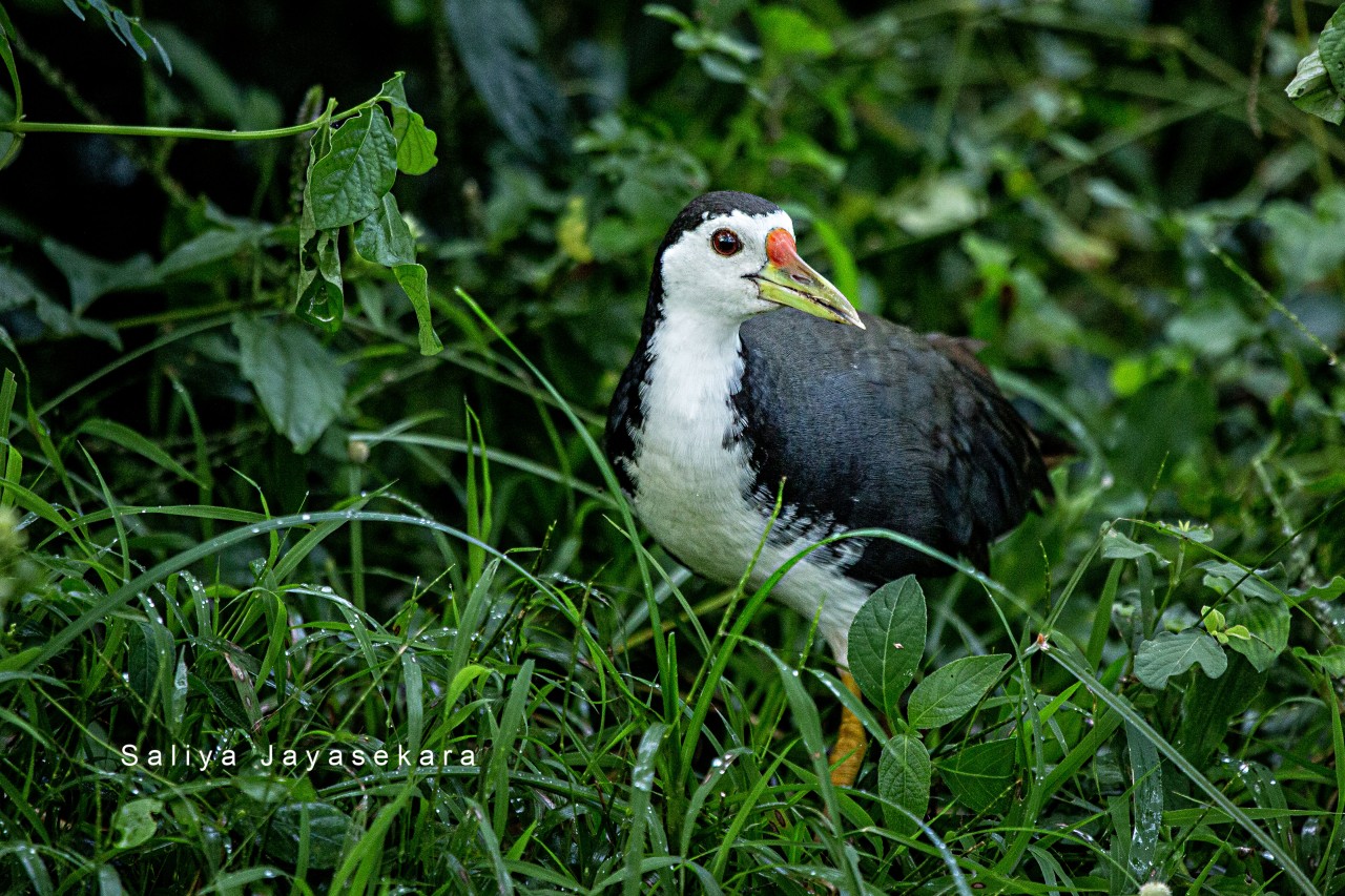 White breasted Waterhen - Nature Photography Gallery