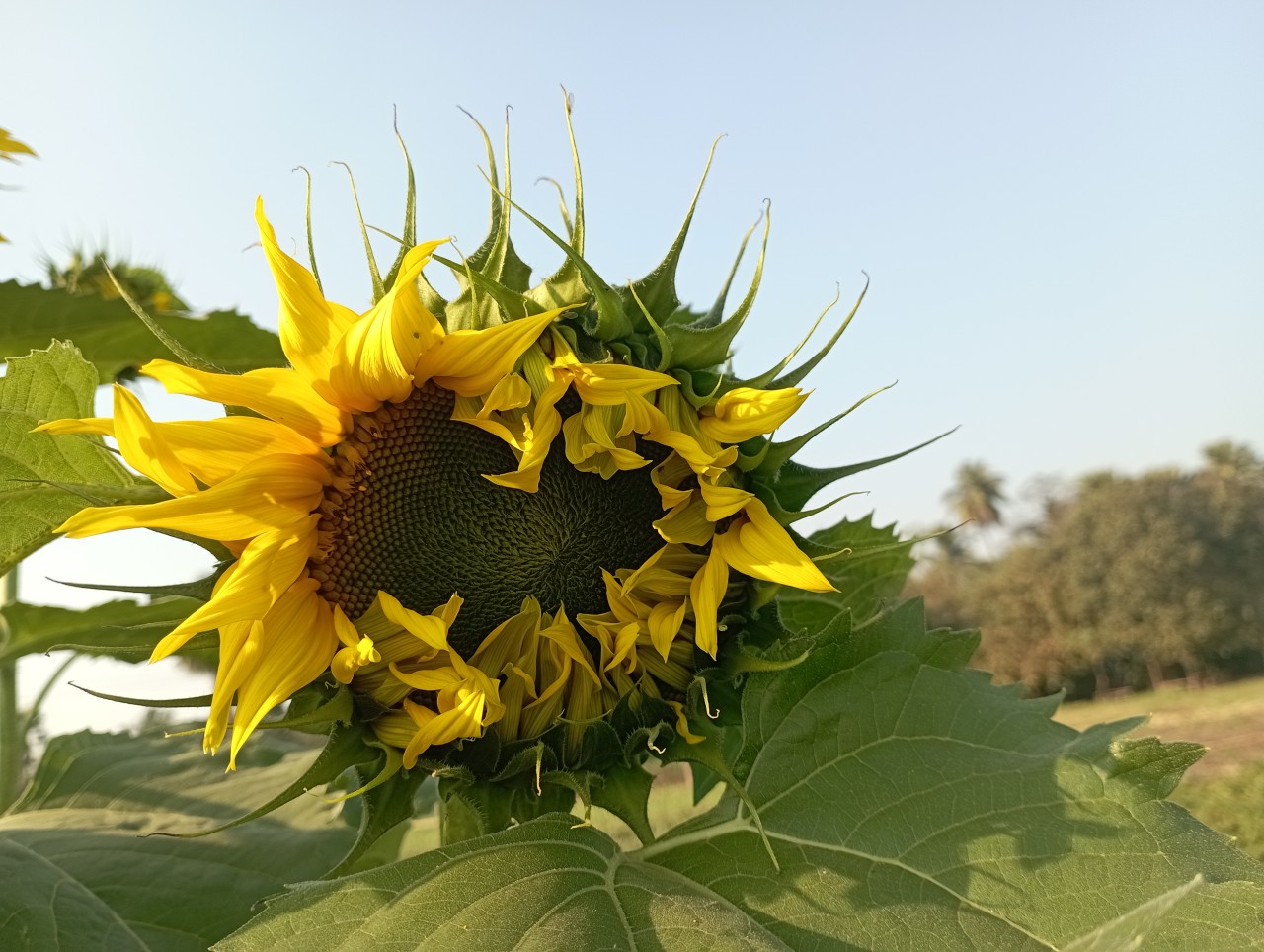 Free Flora photos. The sunflower wakeup.