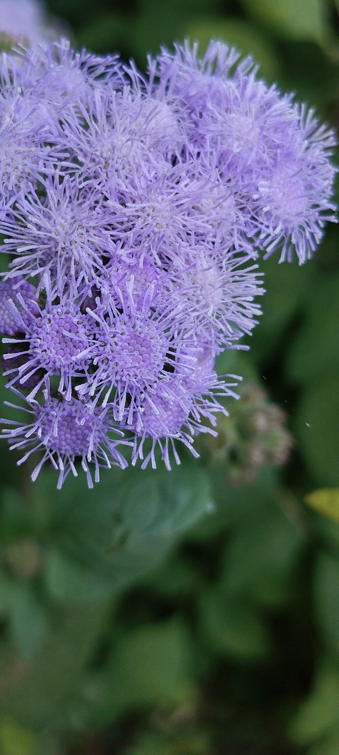 Beauty of purple - Nature Photography Gallery